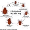 Bed Bugs