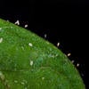 Potato Psyllid