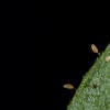 Potato Psyllid