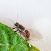 Potato Psyllid