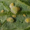 Potato Psyllid