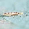 Avocado Thrips