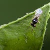 Asian citrus psyllid