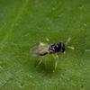 Asian citrus psyllid