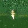Avocado Thrips
