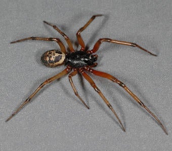 European Spider