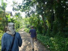 Searching for Red Palm Weevil larvae