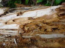 Red Palm Weevil larvae in a Nipa palm trunk