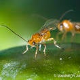 Psyttalia concolor parasitoid (c) Marshall Johnson