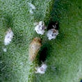 Olive psyllid (c) Marshall Johnson