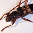 Eucalyptus Longhorned Borer (c) Mike Lewis