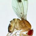 Drosophila suzukii