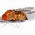 Drosophila suzukii