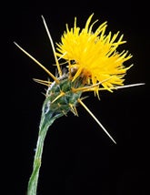 Yellow Starthistle (c) CISR