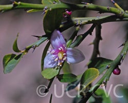 Microcitrus australasica CRC3672001