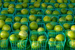 Bearss lime CRC3772015