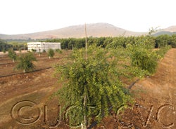 Microcitrus australasica CRC3672002