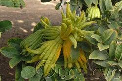 Buddha’s Hand citron crc3768002