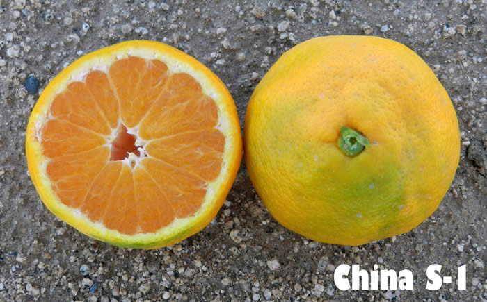 China S-1 Satsuma mandarin CRC4158003