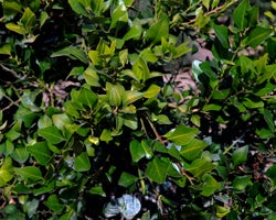 Microcitrus australis crc3668003