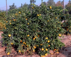 China S-2 Satsuma mandarin CRC4060003