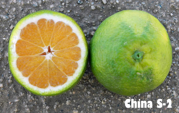 China S-2 Satsuma mandarin CRC4060005