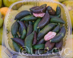 Microcitrus australasica CRC3672005