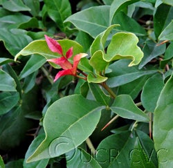 Balsamo citrus daweii CRC3514005