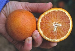 Burris blood Valencia orange crc2561005