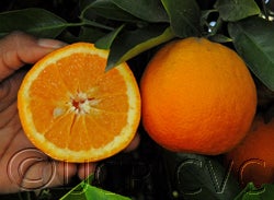 Burris blood Valencia orange crc2561006