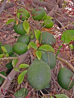 Balsamo citrus daweii CRC3514007