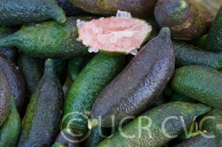 Microcitrus australasica CRC3672008