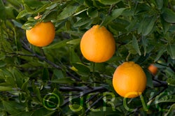 US Superna crc3991002.jpg