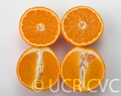 US Superna crc3991004.jpg