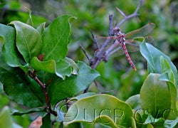 Aeglopsis chevalieri CRC28782000
