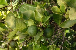 Aeglopsis chevalieri CRC2878004