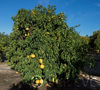 African pummelo CRC2346001