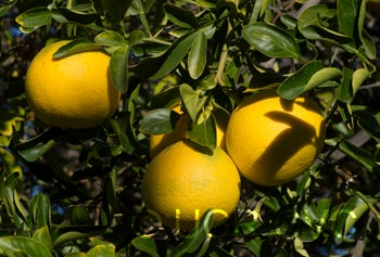 African shaddock x Rubidoux trifoliate CRC3969005