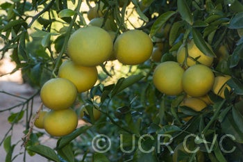 African shaddock x Rubidoux trifoliate CRC3969007