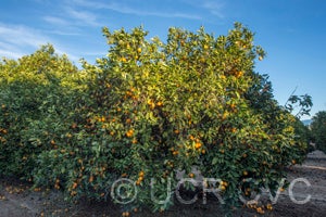 Akcay Sekeri Crescent sweet orange CRC3802002