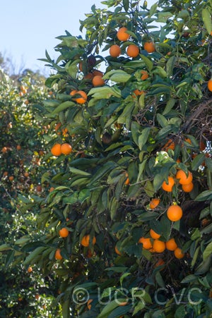 Akcay Sekeri Crescent sweet orange CRC3802003