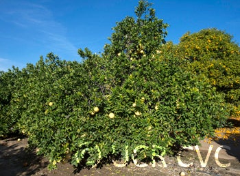 Alemoen Pummelo CRC 2487002