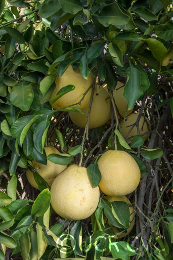 Alemoen Pummelo CRC 2487004