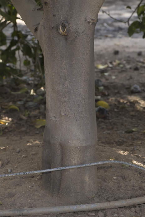 AllenNewmanEurekacrc3496_4