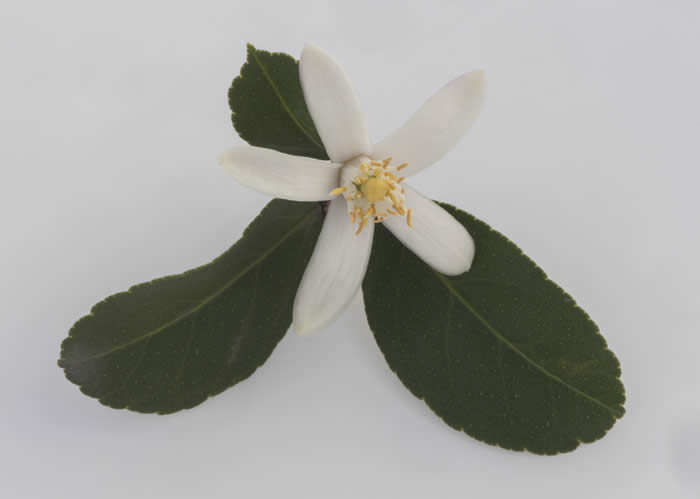 AllenNewmanEurekacrc3496_6