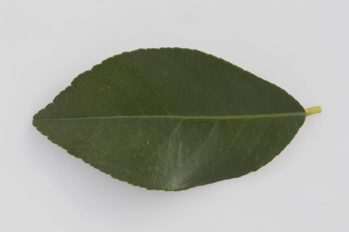 AllenNewmanEurekacrc3496_7