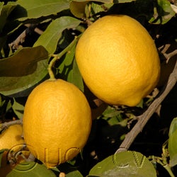 AllenNewmanEurekacrc3496_8