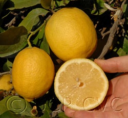 AllenNewmanEurekacrc3496_13