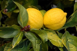 AllenVariegatedEurekactc3007_21