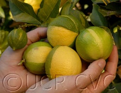 AllenVariegatedEurekactc3007_56